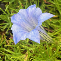 Gentiana ternifolia SDR3258